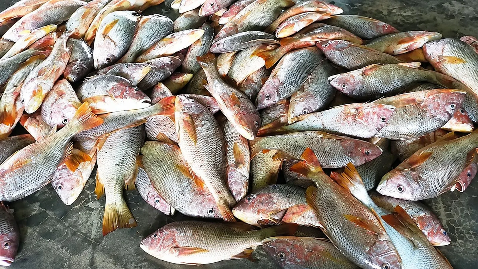বঙ্গোপসাগরের লাল কোরাল মাছ ও তার রঙের রহস্য