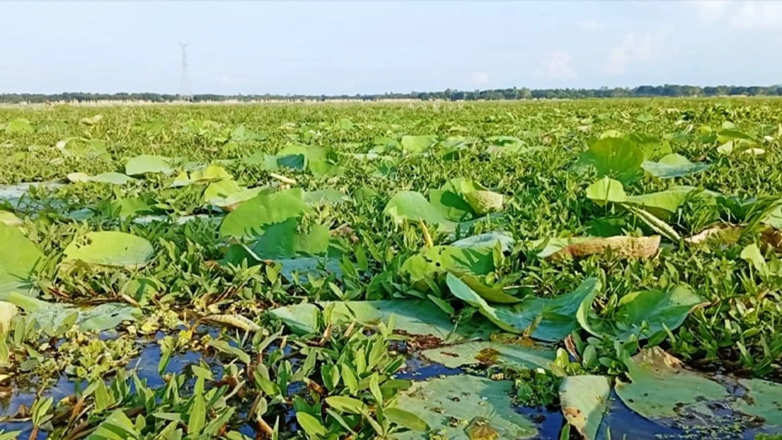 পাবনার চাটমোহরের ডিকশি বিলে পদ্মফুল কমে যাওয়ায় দর্শনার্থীদের হতাশা