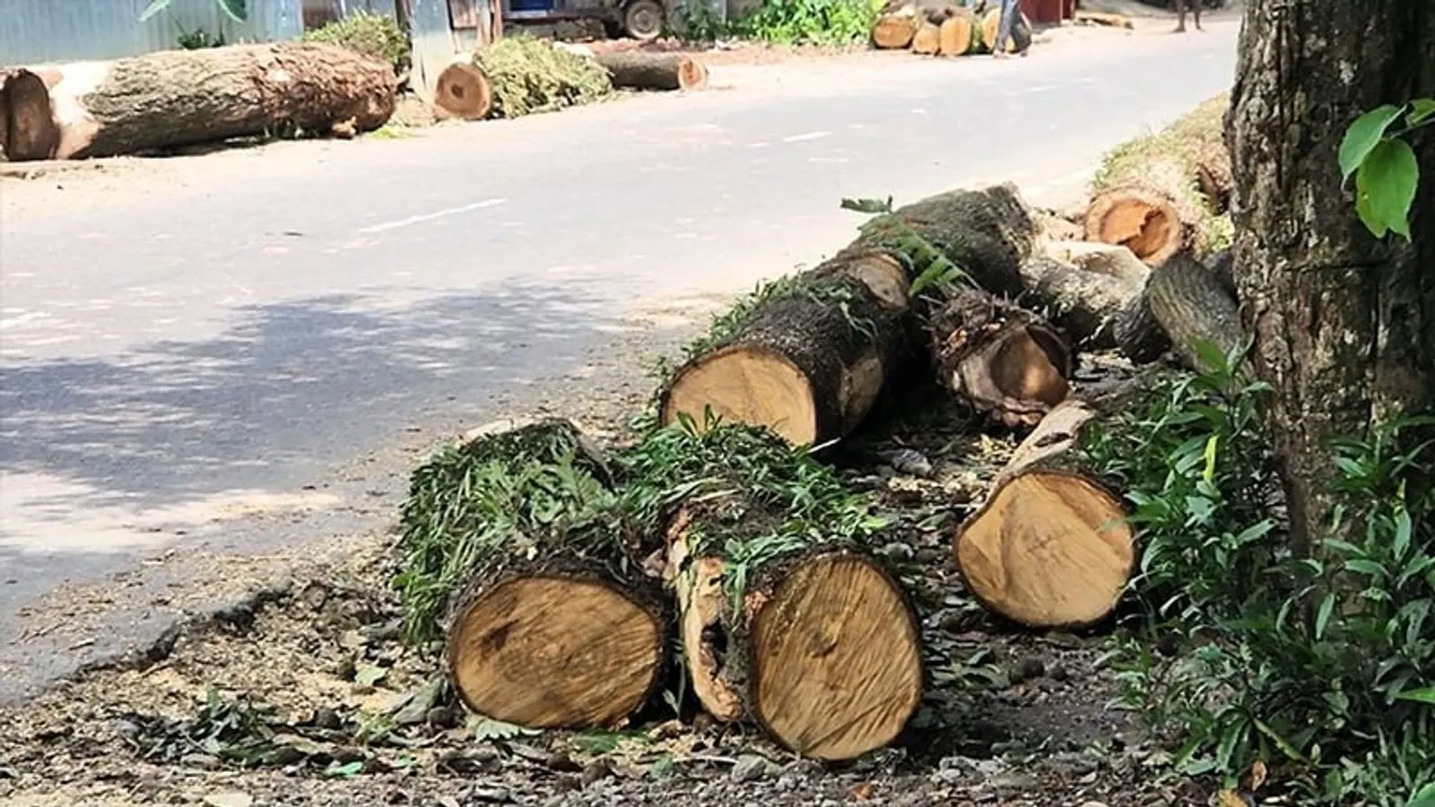 Sunamganj Road Tree Felling Sparks Protests