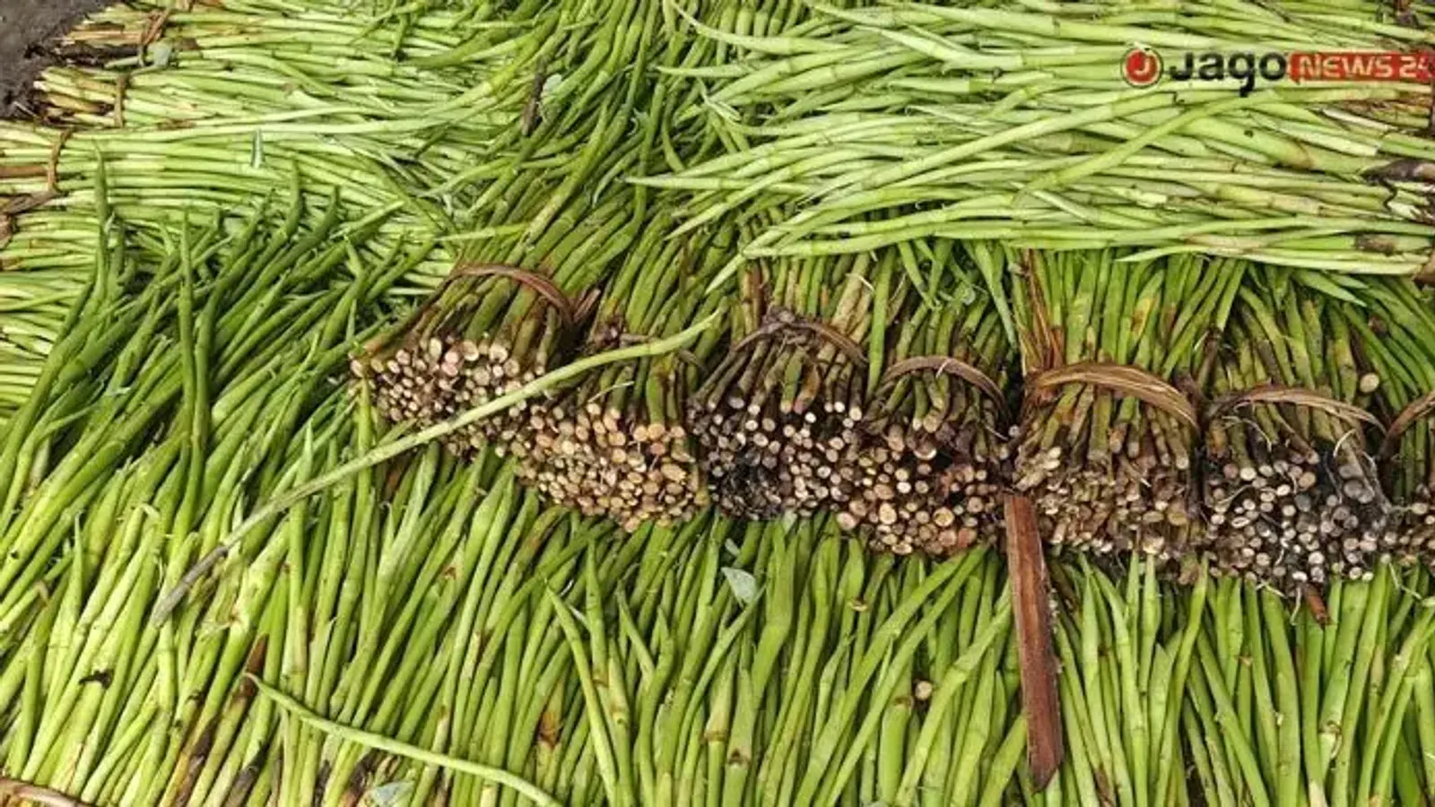 জয়পুরহাটে জিআই পণ্য লতিরাজ কচু চাষ ও বাজারজাতকরণে সংকট
