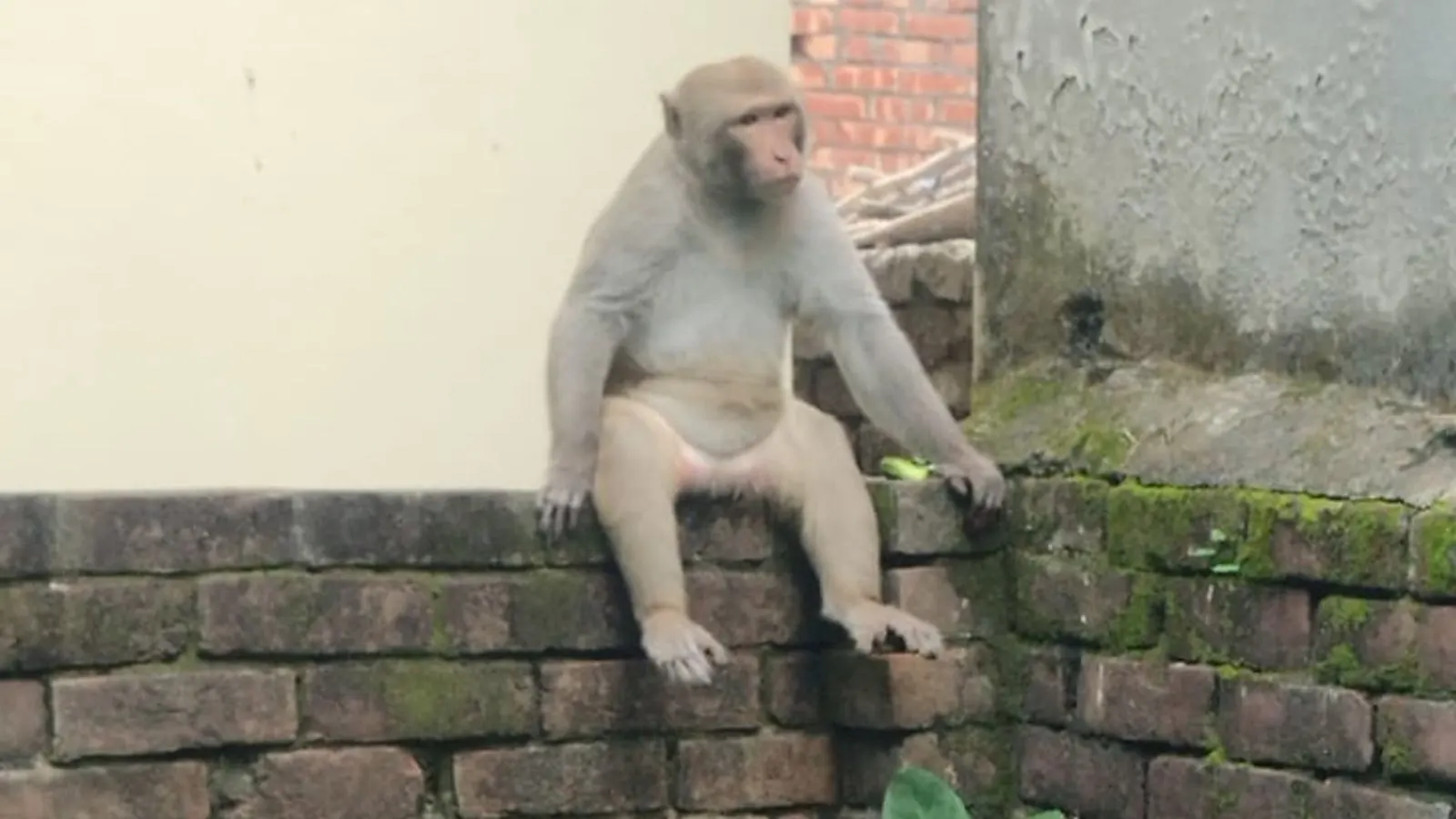 Wild Monkey Sparks Curiosity and Concern in Crowded Rajshahi Neighborhood