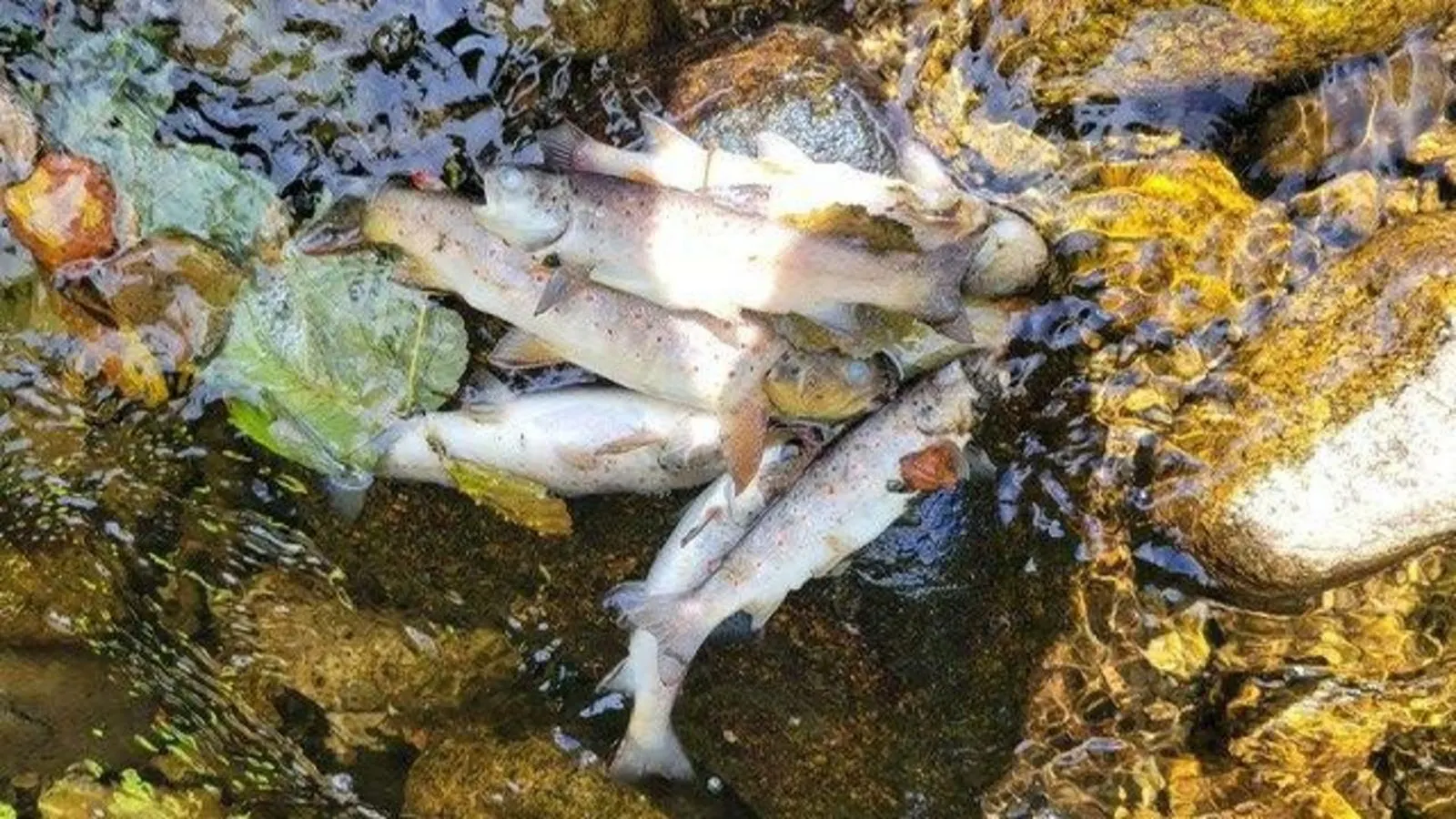 Severe Fish Kill Devastates Five Kilometres of Kilkeel River in County Down