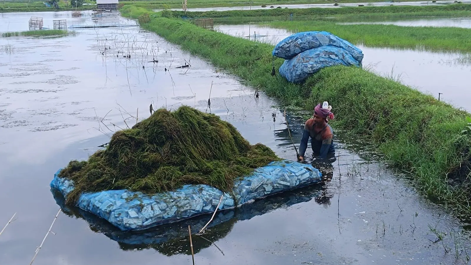 Satkhira Fish Farmers Turn Excess Pond Moss Into New Economic Livelihood