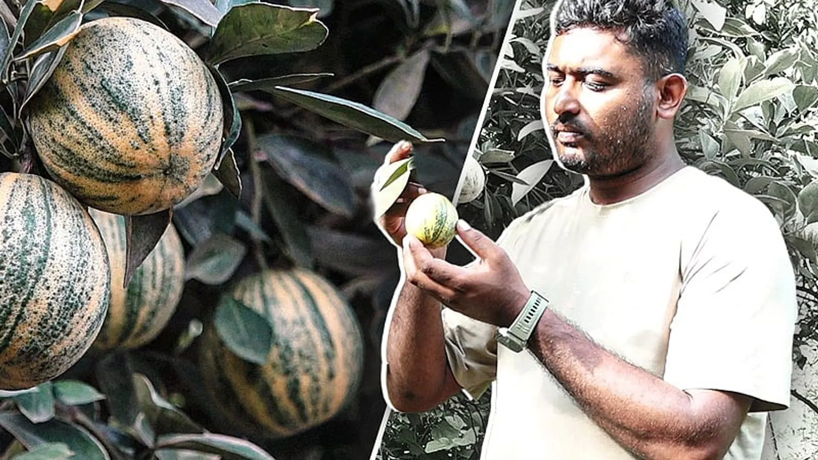 চুয়াডাঙ্গায় ৫৫০ প্রজাতির ফলের বাগান করে তাক লাগালেন তরুণ উদ্যোক্তা