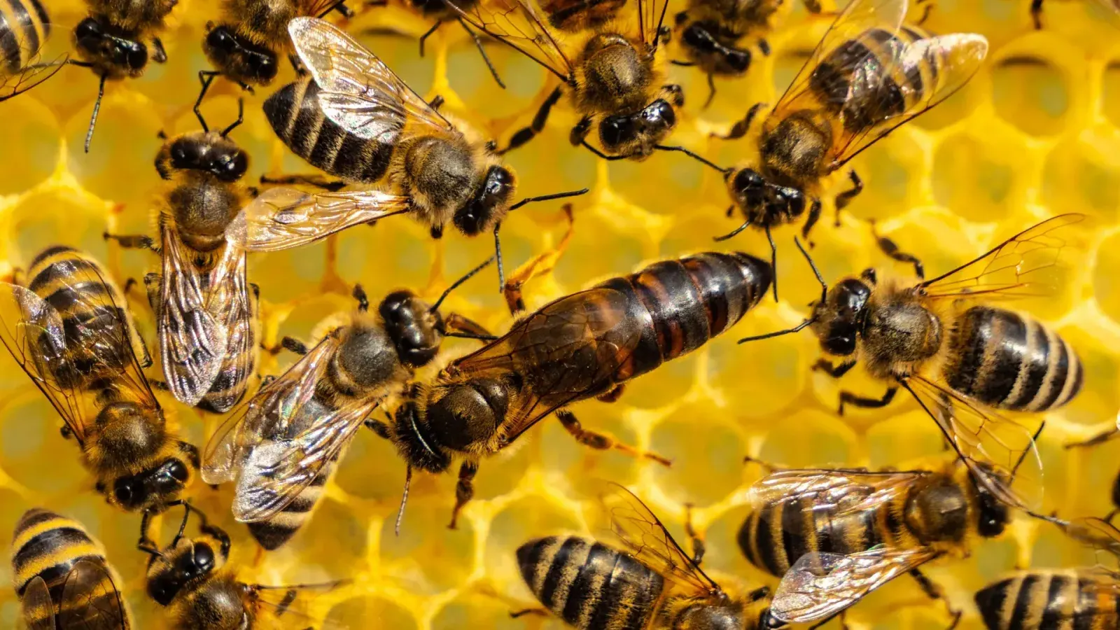New Study Reveals How Queen Honeybees Accumulate and Offload Pesticides
