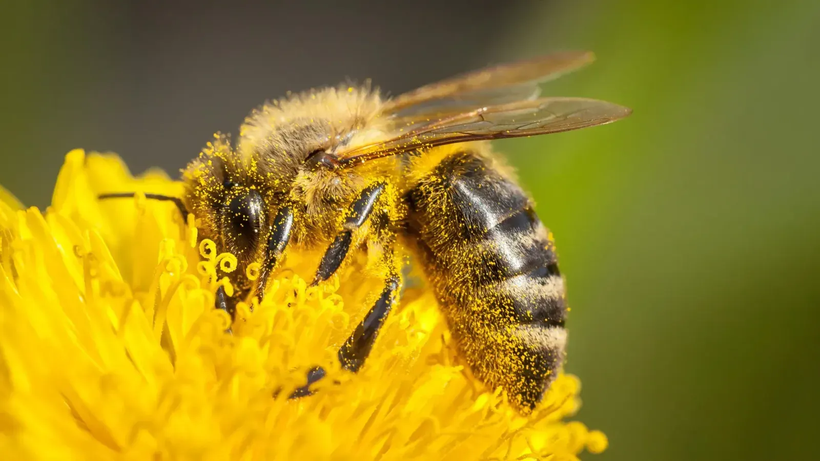 Oxford Researchers Discover Bees Can Regulate Food Intake Using Amino Acids
