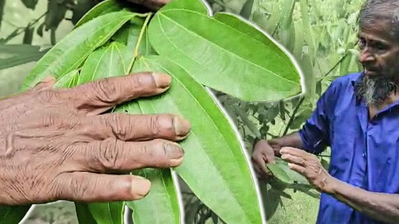Bay Leaf Cultivation Expands Across Hundreds of Hectares in Upazila