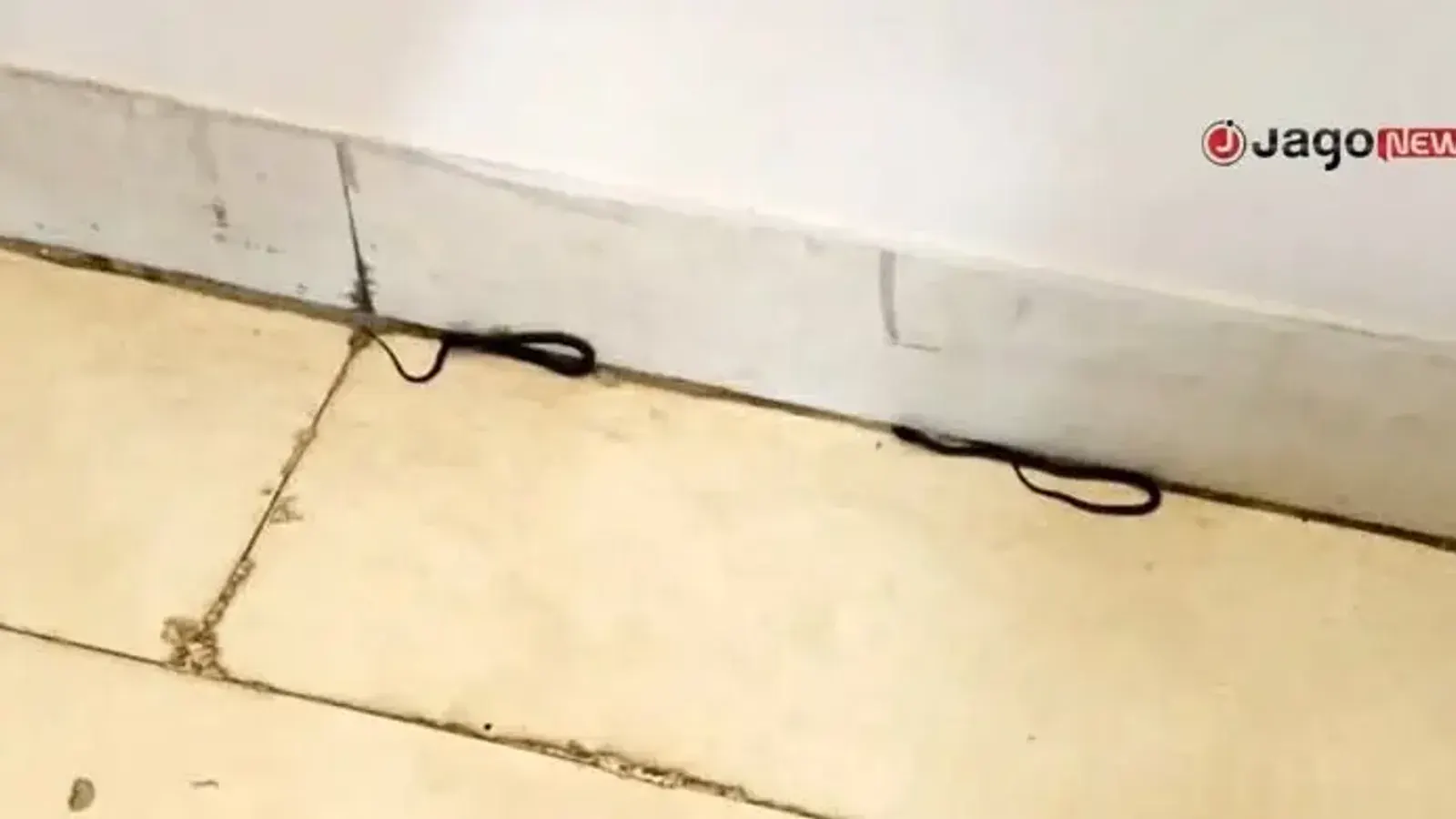 Three Snakes Found on Education Ministry Floor at Bangladesh Secretariat