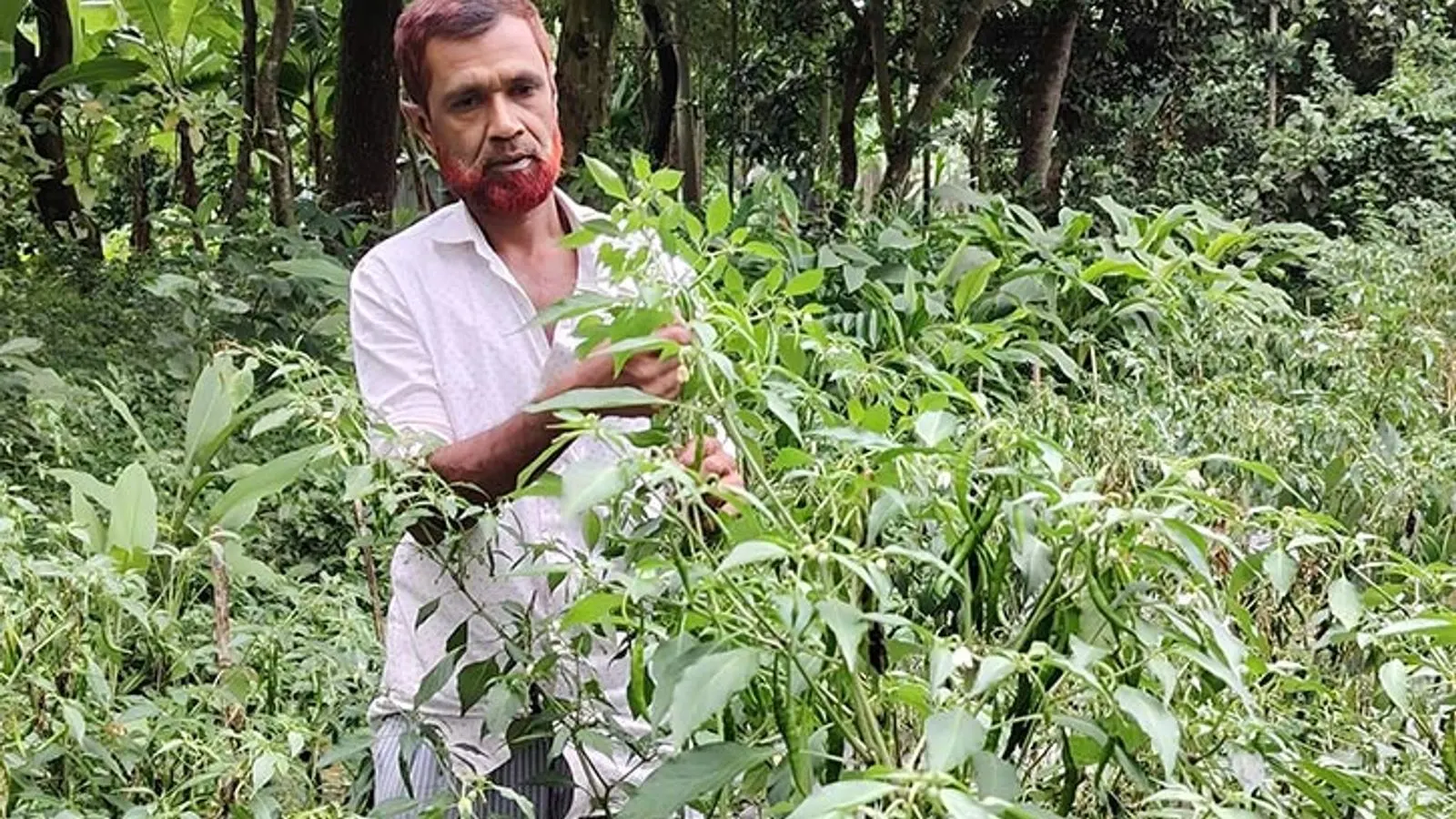Farmer Kamal Sheikh Finds Success Growing Super Hot Chilli in Kaliganj