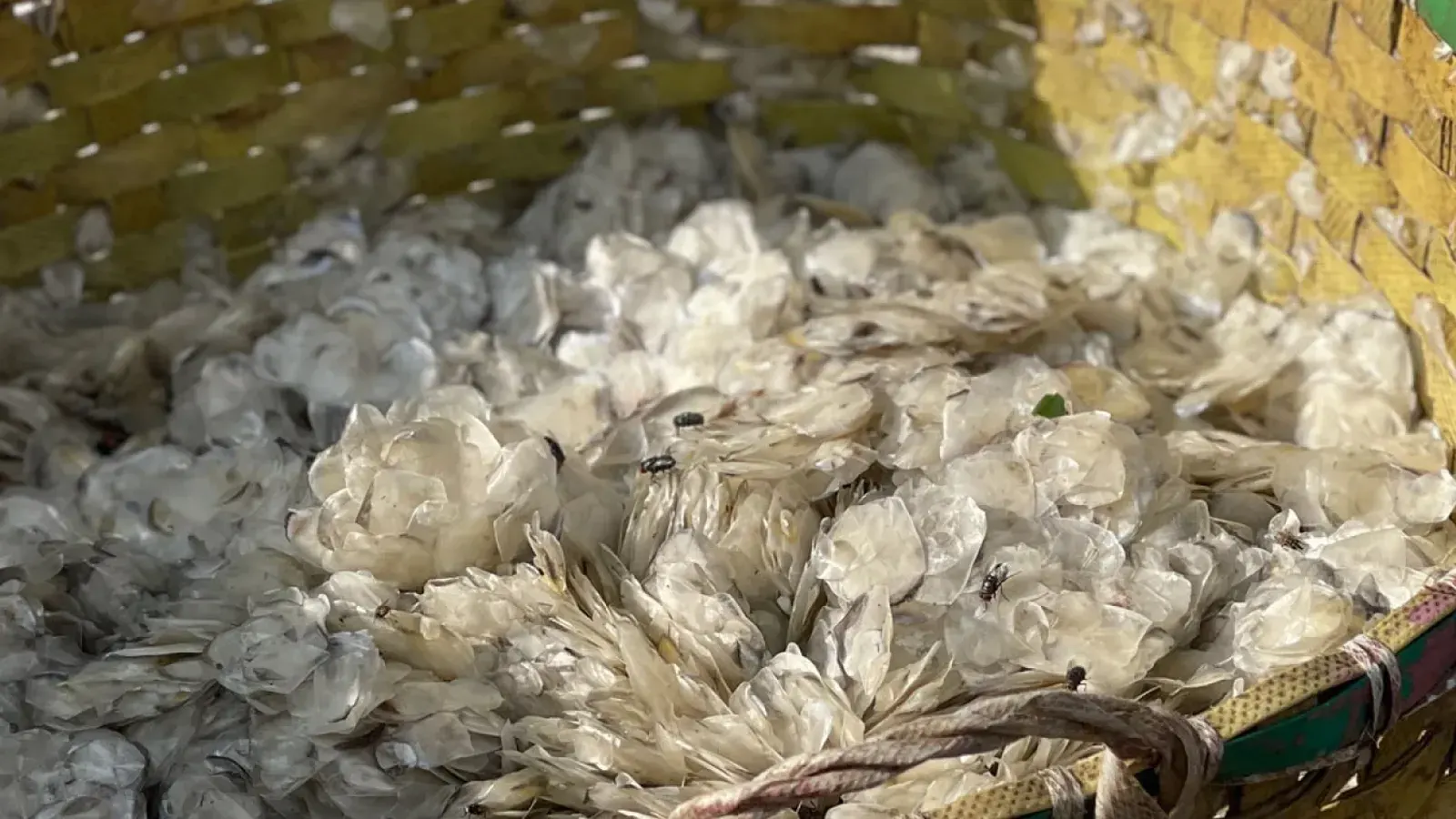 Fish Scale Collectors in Dhaka Face Severe Economic Crisis