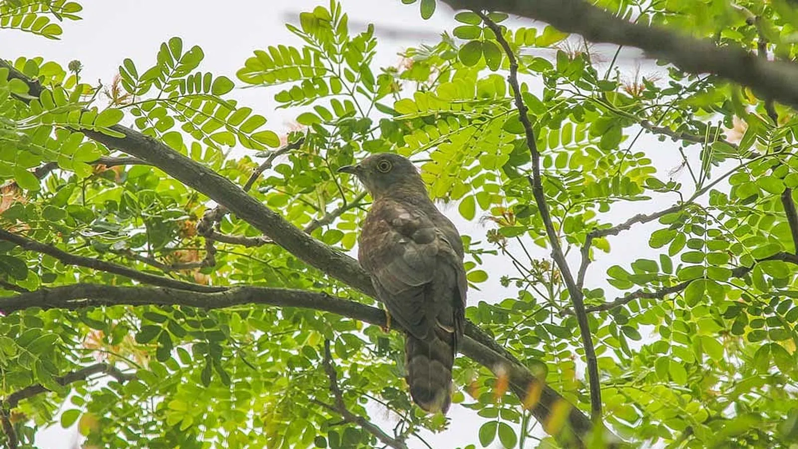 Cultural folklore and mythology surrounding the Indian Cuckoo