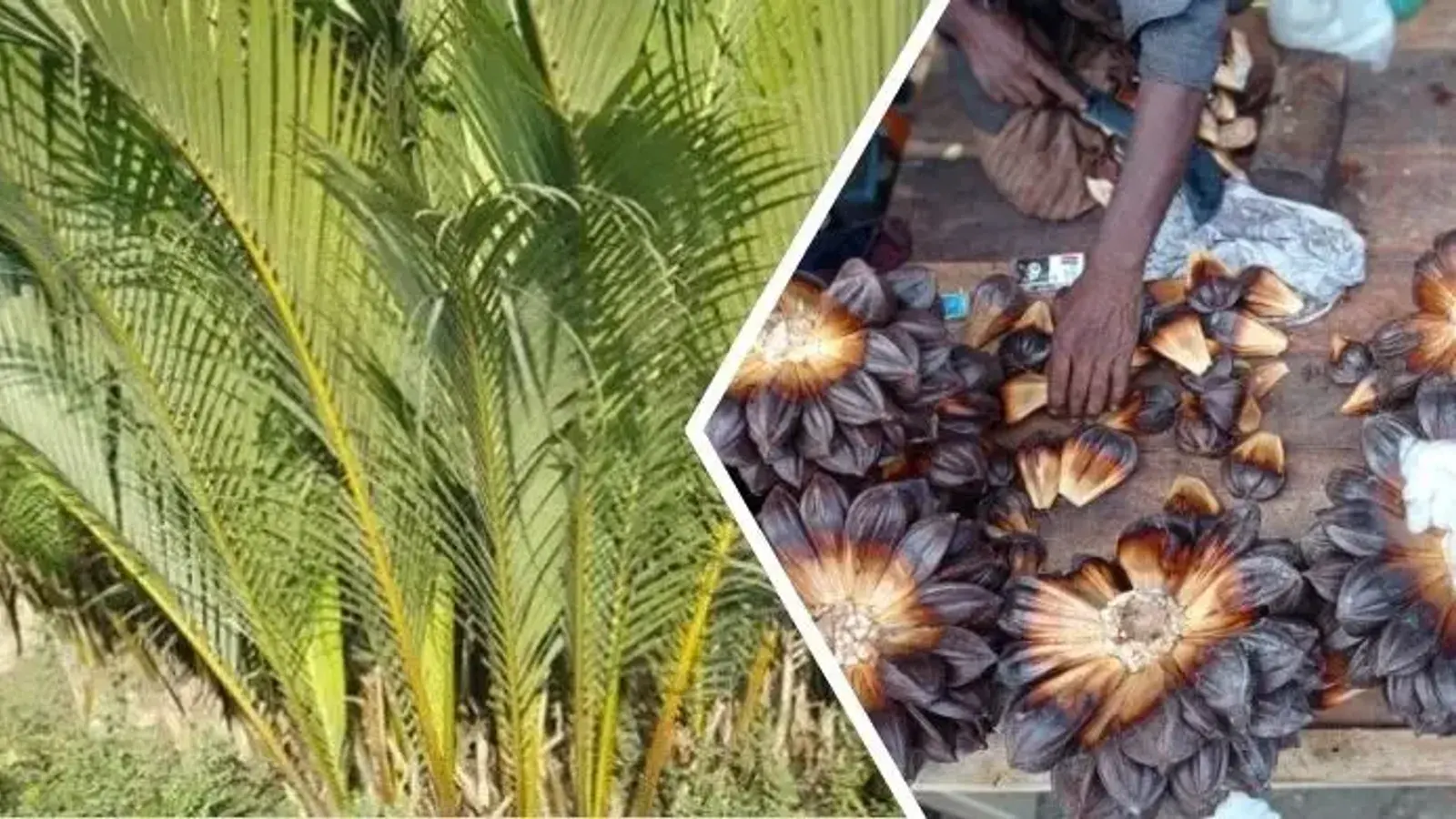 গোলপাতা ও গোলগাছ নিয়ে গবেষণা: বৈশিষ্ট্য ও বাণিজ্যিক ব্যবহার