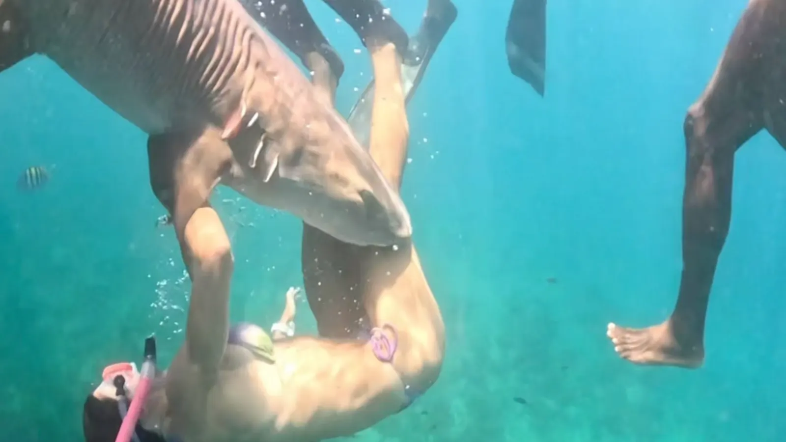 Influencer Bitten by Nurse Shark Off Brazilian Coast