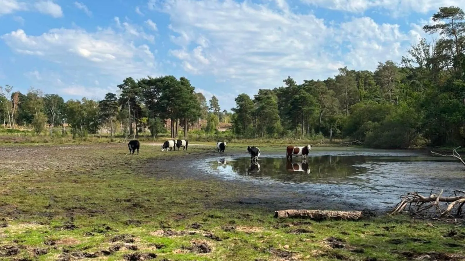 Wisley Common Pond Hits Two-Decade Low Amid Prolonged UK Drought