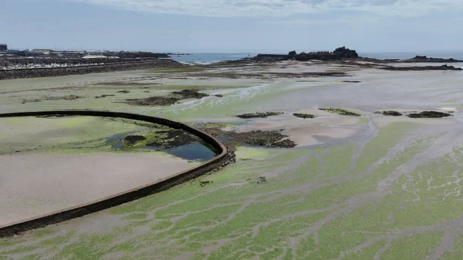 Hot Weather Halts Sea Lettuce Growth in Jersey's St Aubin's Bay