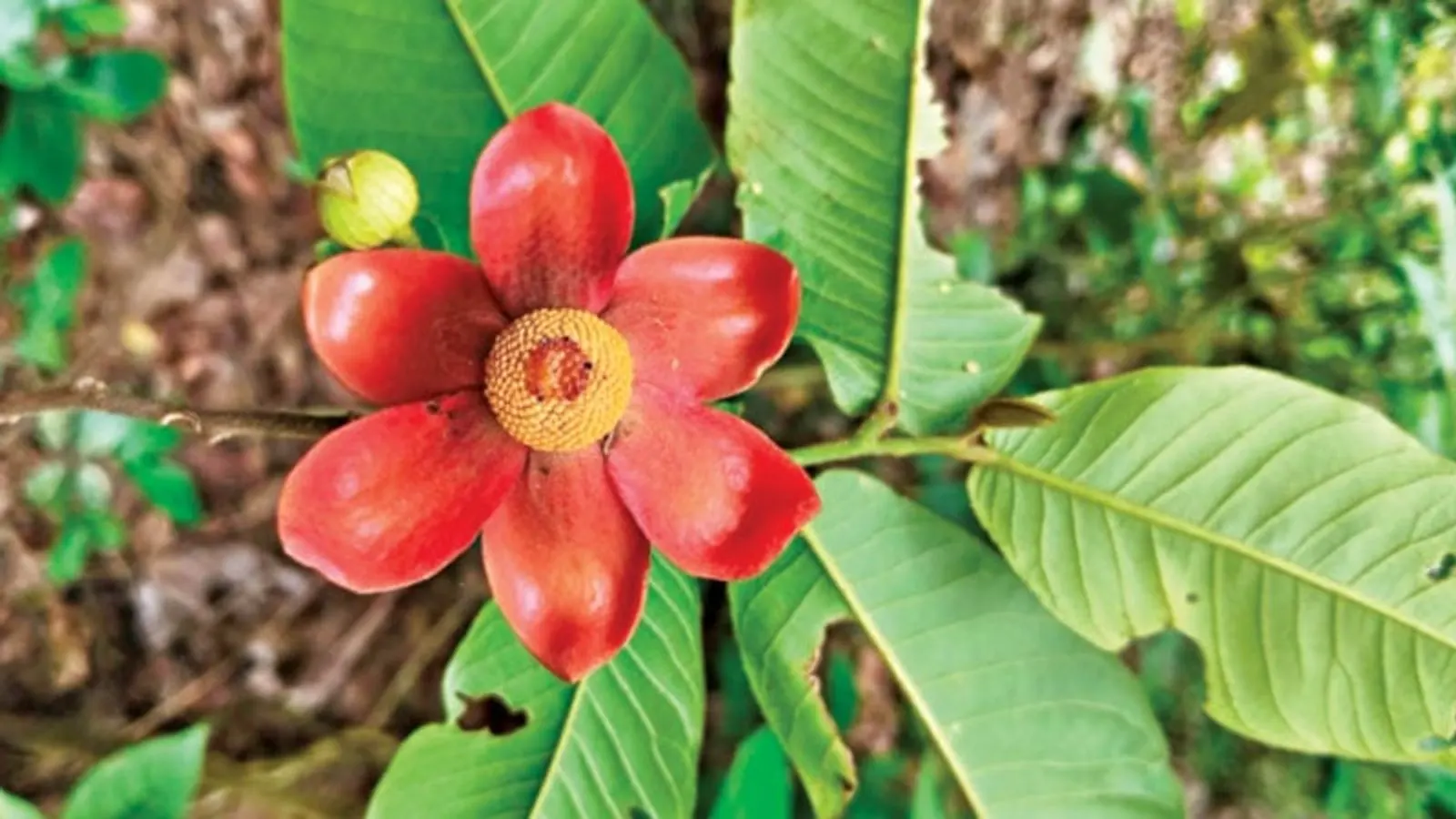 Rare Woody Climber 'Banorkola' Discovered in Forests Across Bangladesh
