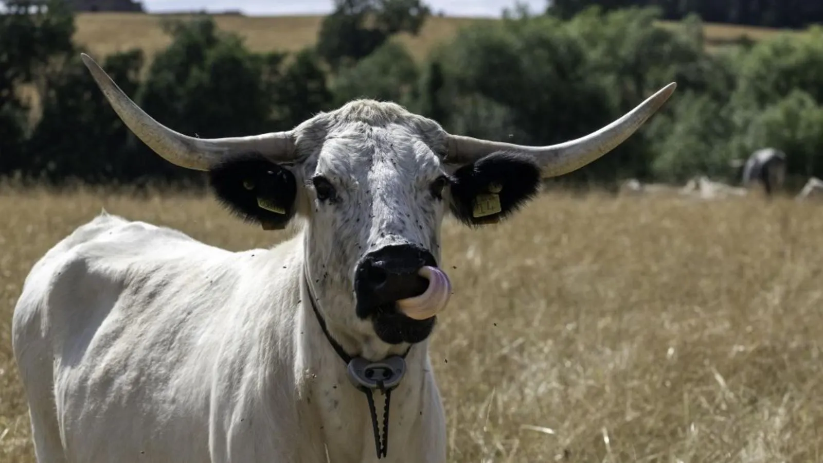 Rare White Park Cows Introduced to Castle Howard Estate for Rewilding
