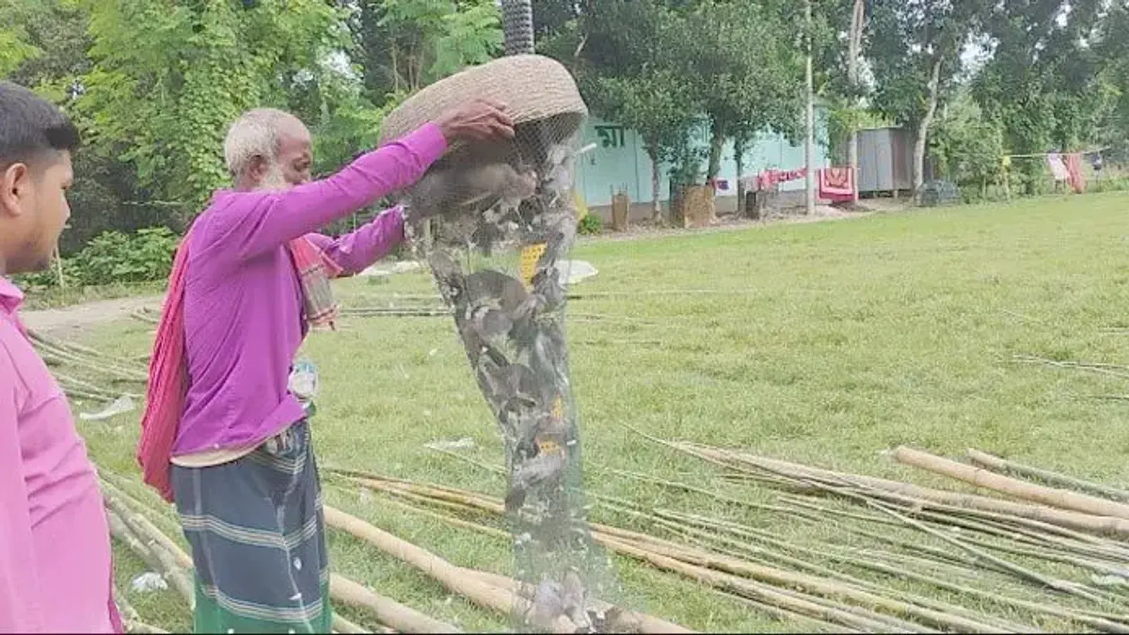 Doves Rescued From Hunter in Faridpur