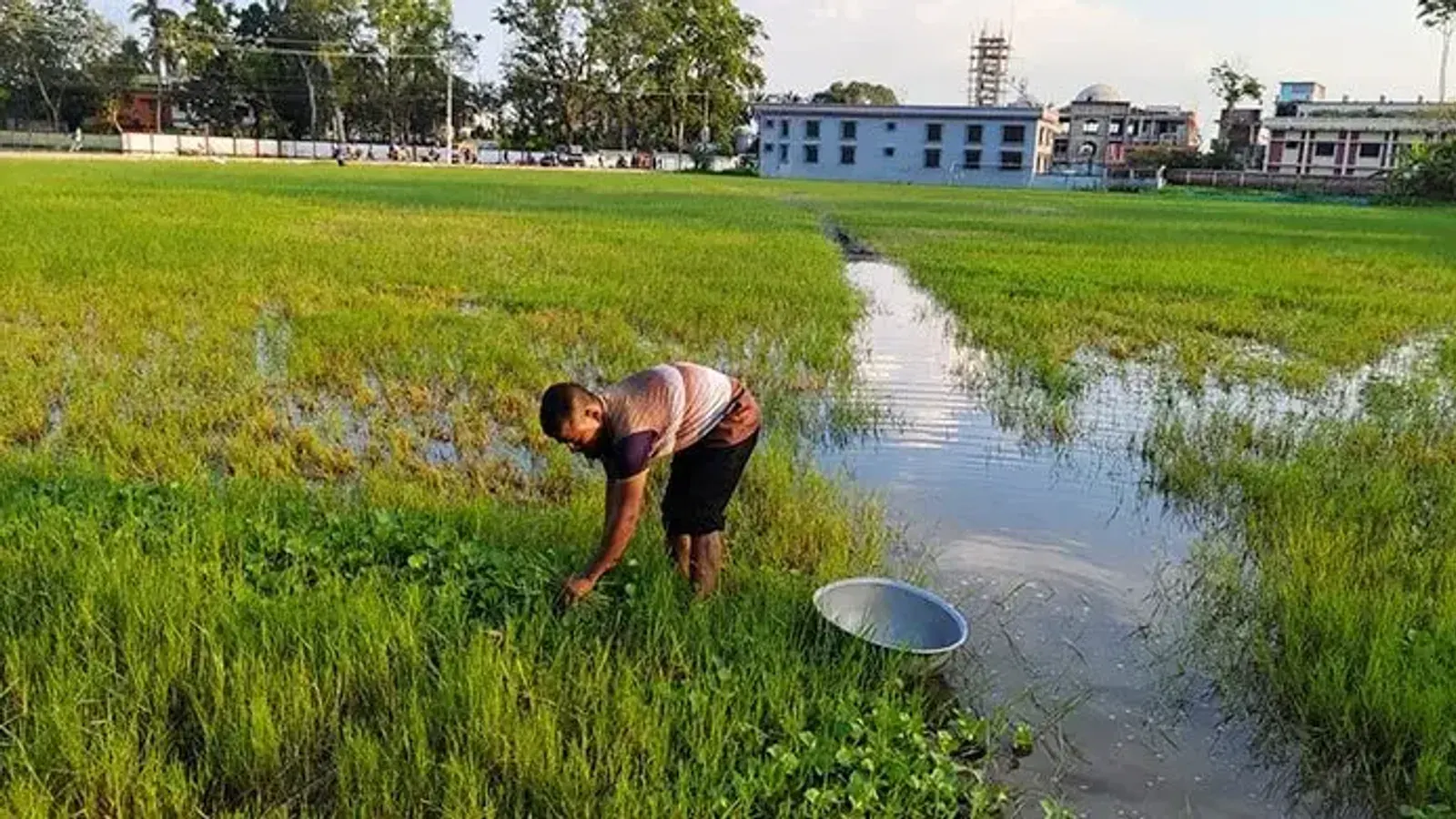 Kumarkhali Upazila's Only Playground Submerged in Water and Water Hyacinth for a Decade