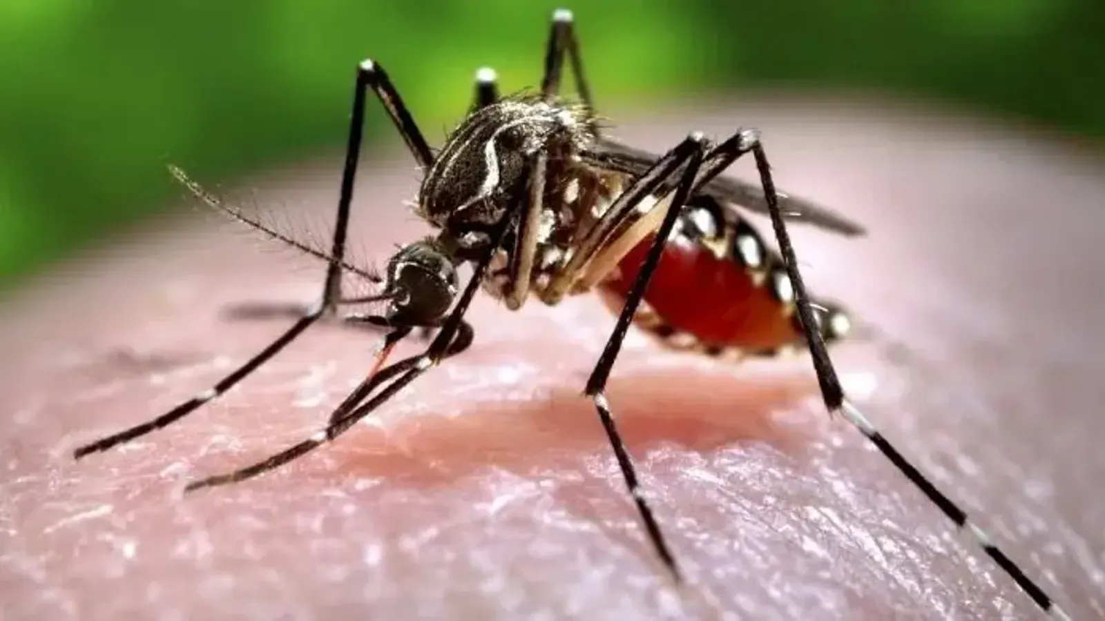 World Mosquito Day Marks History and Disease Awareness