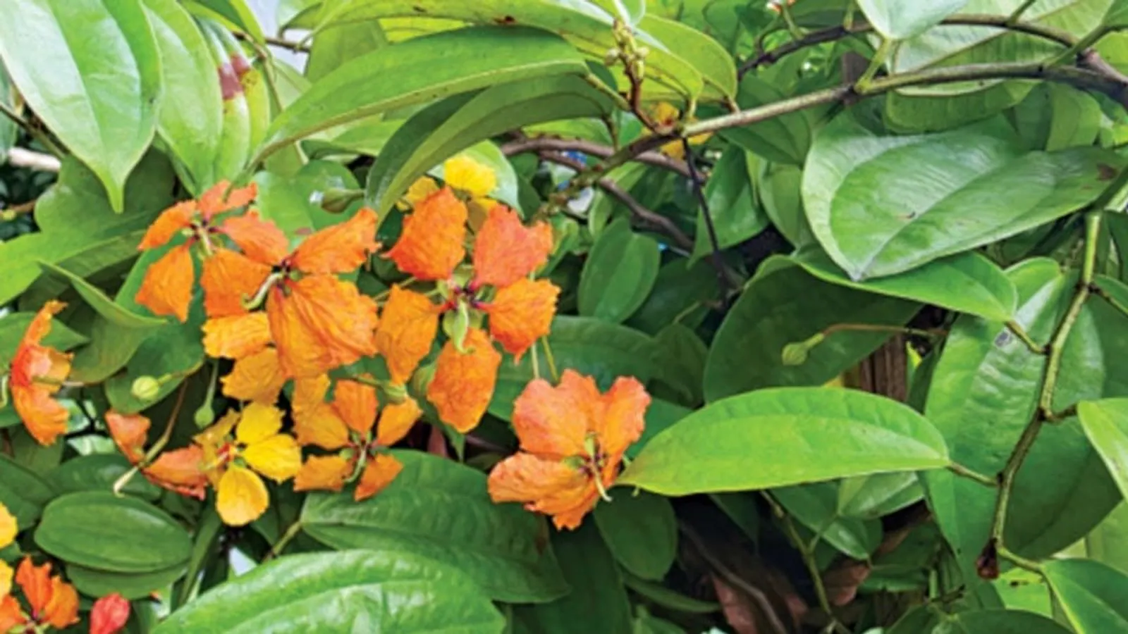 সাভারে কমলা বাউহিনিয়া লতা গাছের বৈশিষ্ট্য ও পরিচর্চা