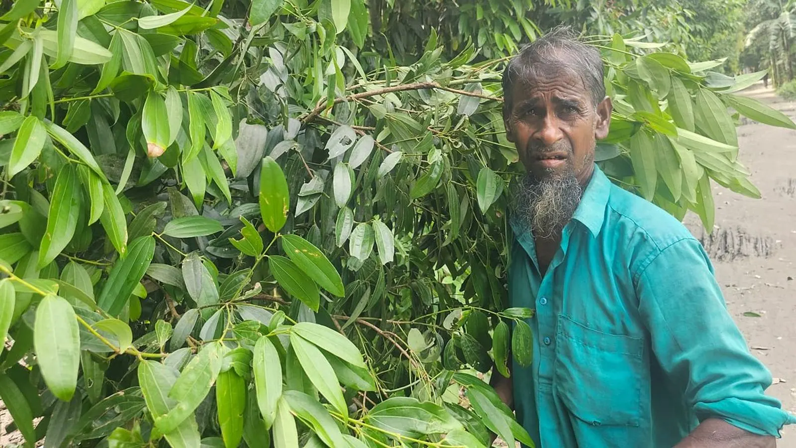 Bay Leaf Cultivation Transforms Rural Economy in Bangladesh's Rangpur