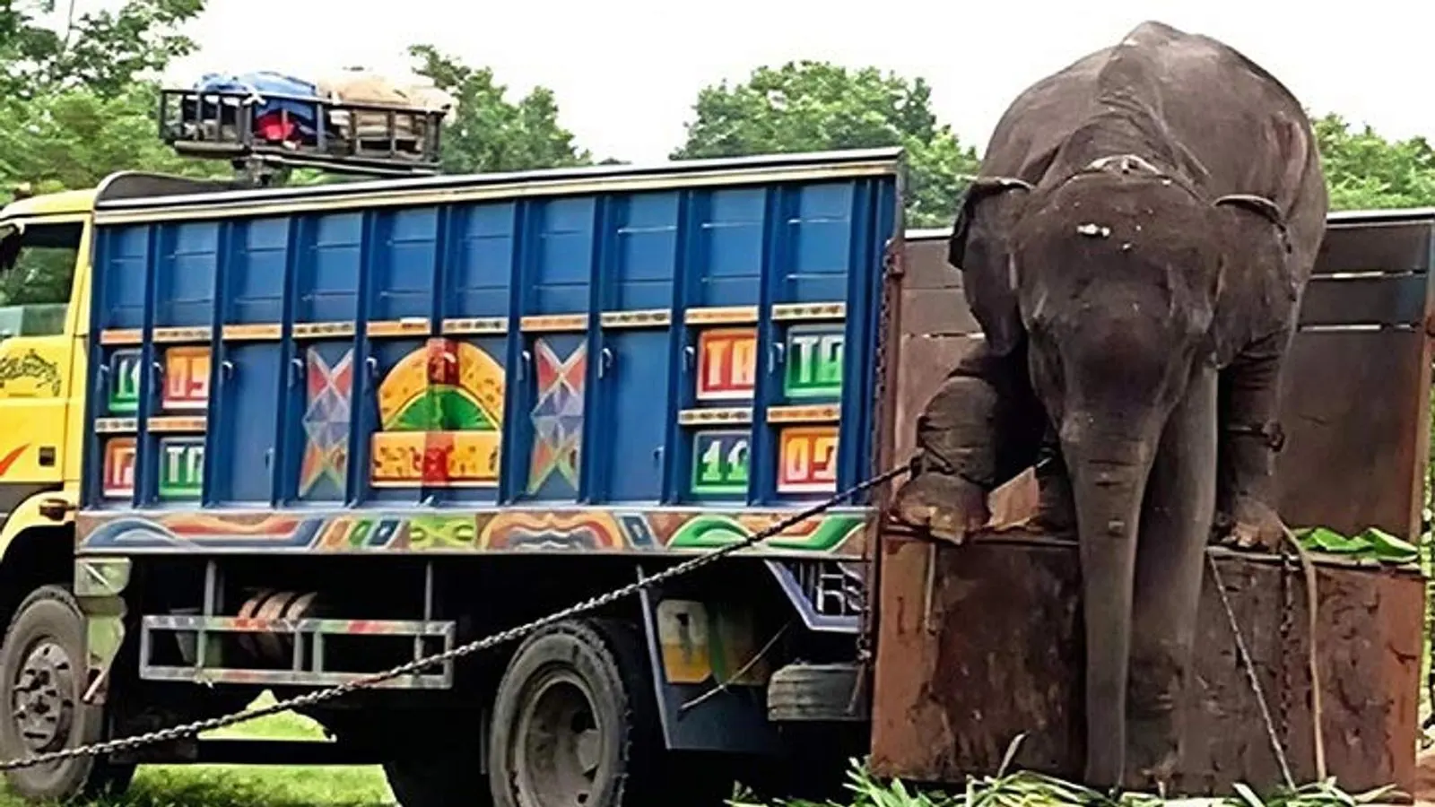 সাফারি পার্ক থেকে মালিকদের কাছে ফিরল দুটি হাতি