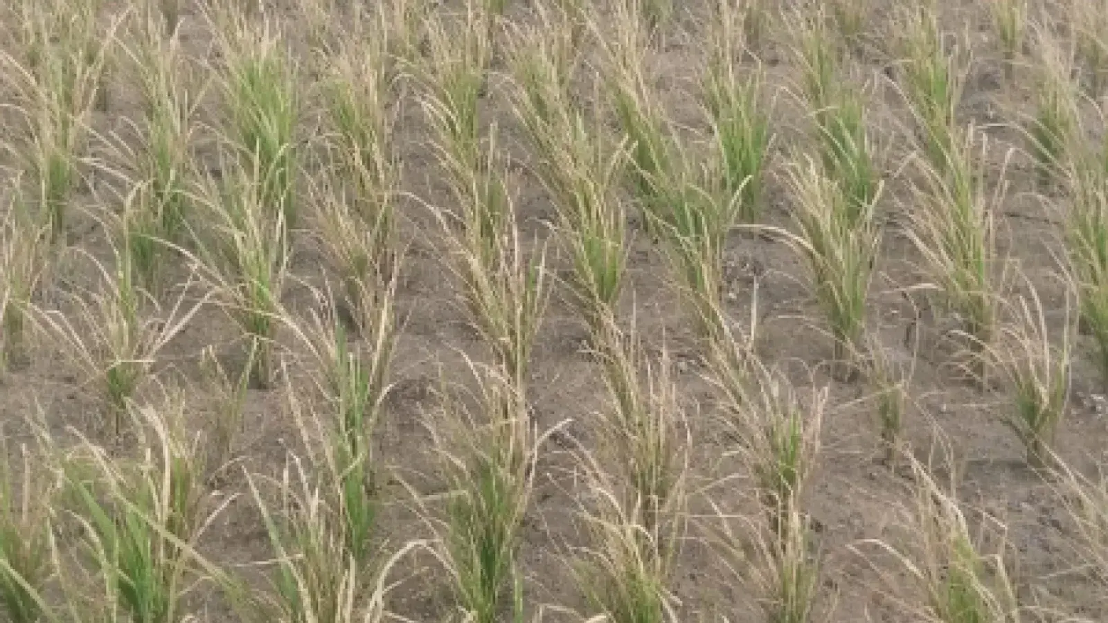 Pesticide application destroys 15 decimals of paddy land in Gaibandha
