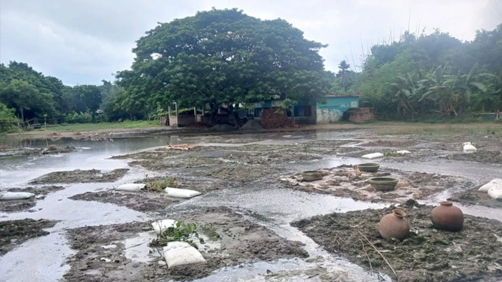 Jhenaidah School Playground Turned Into Jute-Steeping Pit Raises Safety Fears