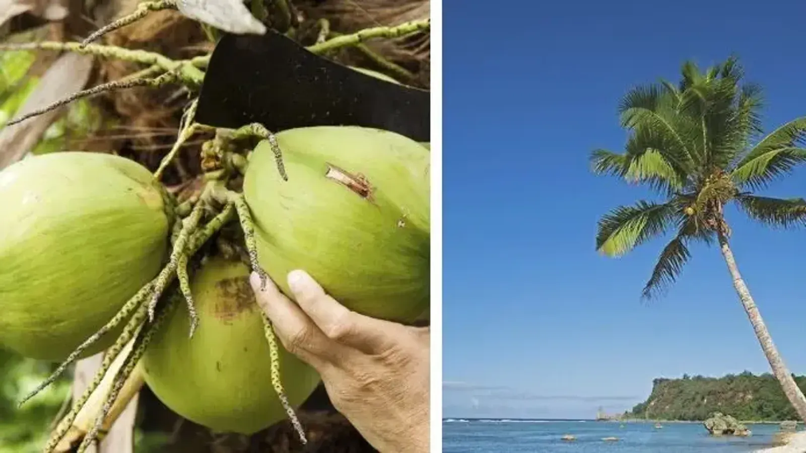 Why the Coconut Tree is Celebrated Worldwide as the 'Tree of Life'