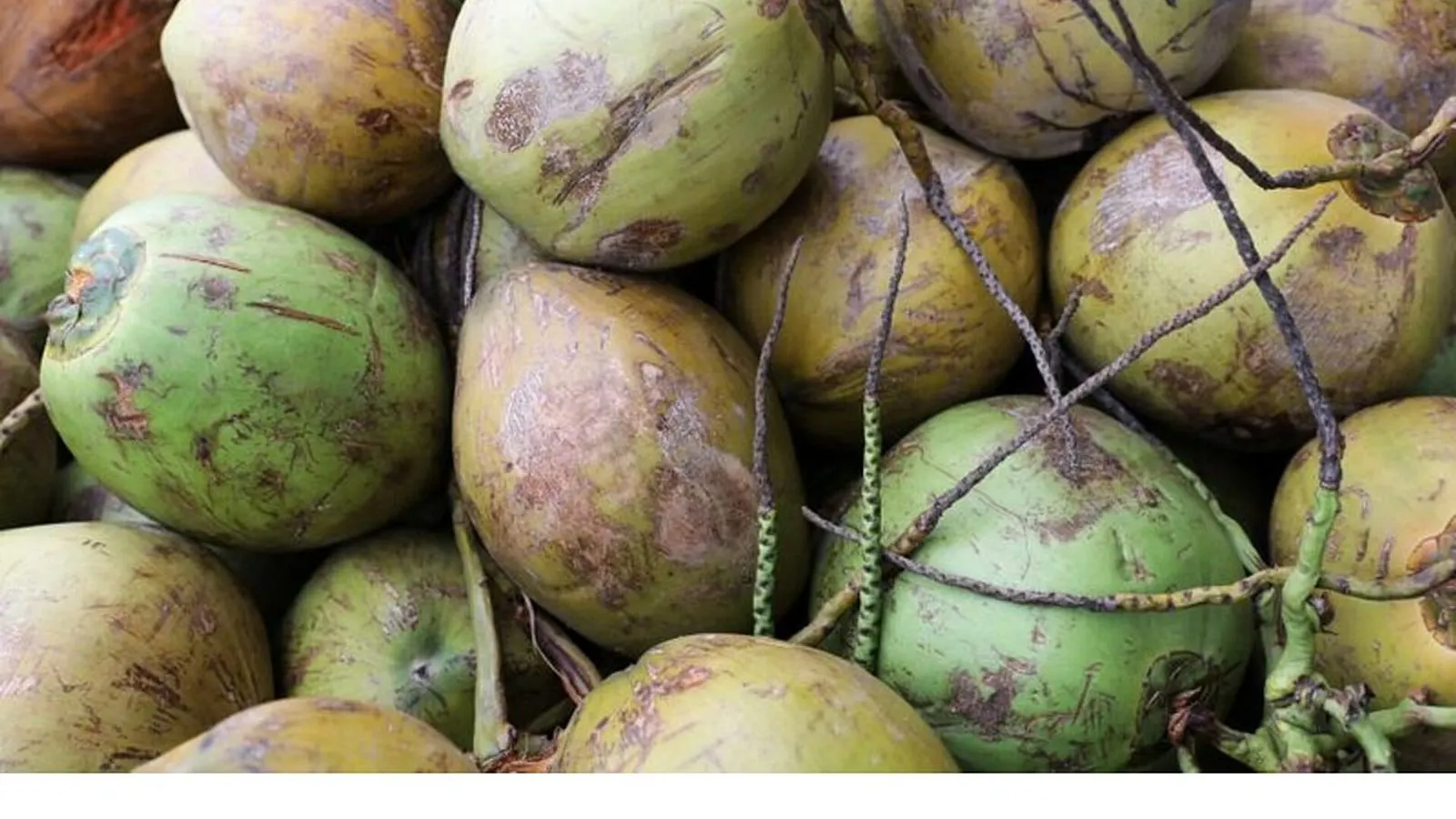 World Coconut Day Observed Globally to Highlight the Fruit's Unique Traits