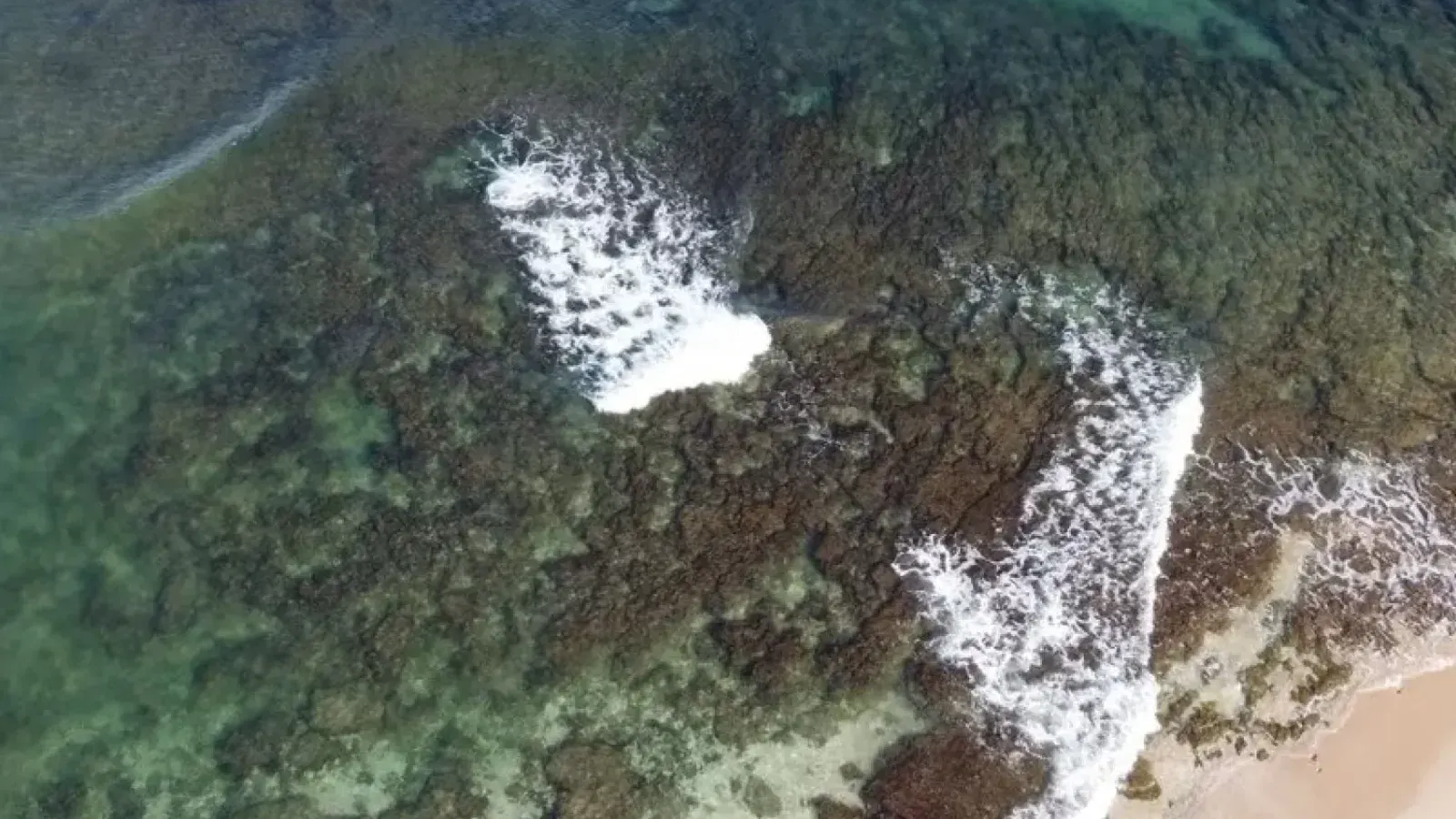 Microalgae Bloom Shuts Down Five Major Desalination Plants in Israel