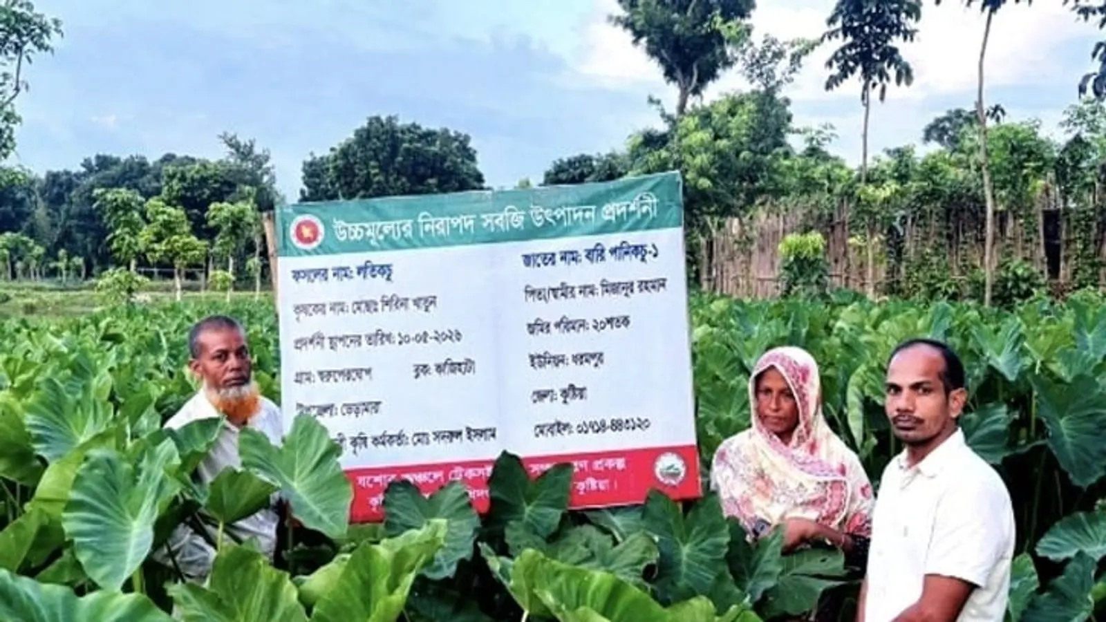 Kushtia housewife achieves success cultivating BARI-Panikachu-1 taro stolons