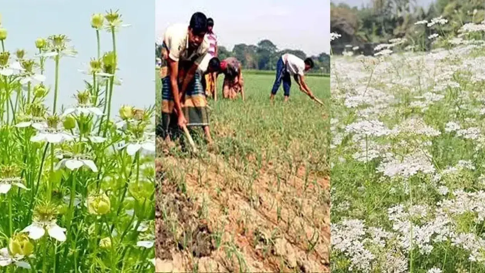 Bangladesh Explores Spice Production via Mixed Cropping in Riverine Chars