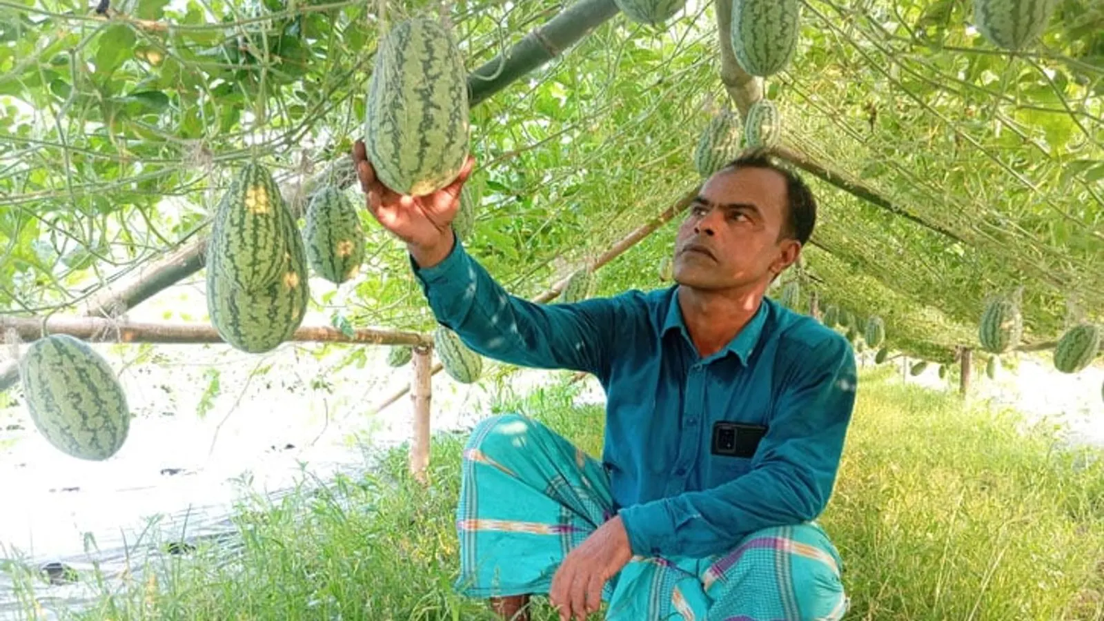 কামারখন্দে তরমুজ চাষে লাখ টাকা লাভের আশা হাসিবুরের