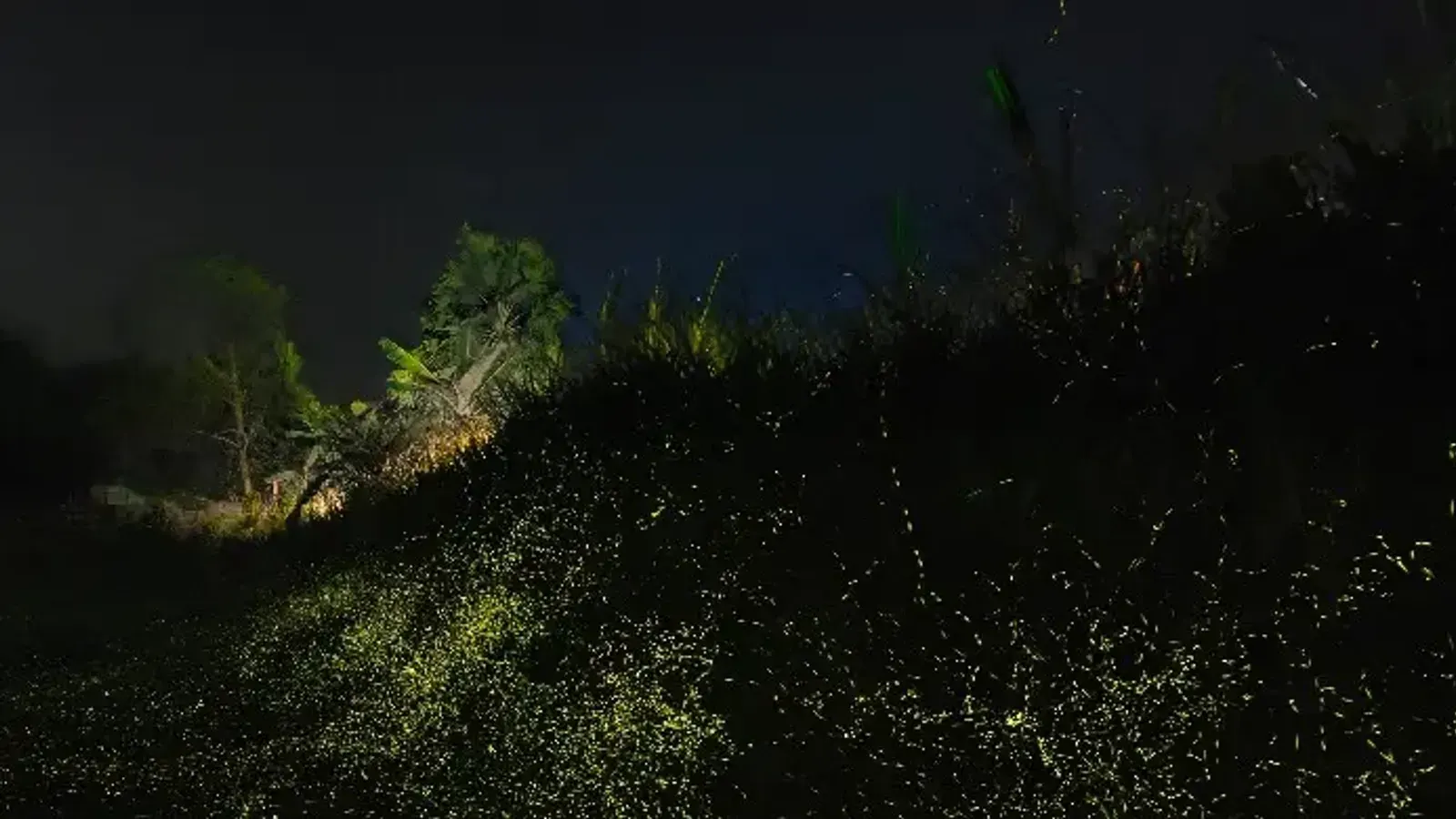 Global Firefly Populations Face Extinction Risk From Habitat Loss and Light Pollution