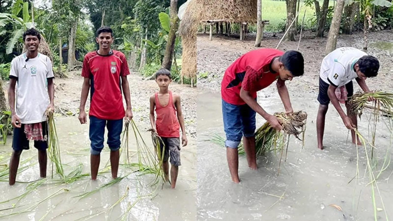 Residents Plant Rice Seedlings on Ruined Roads in Barishal