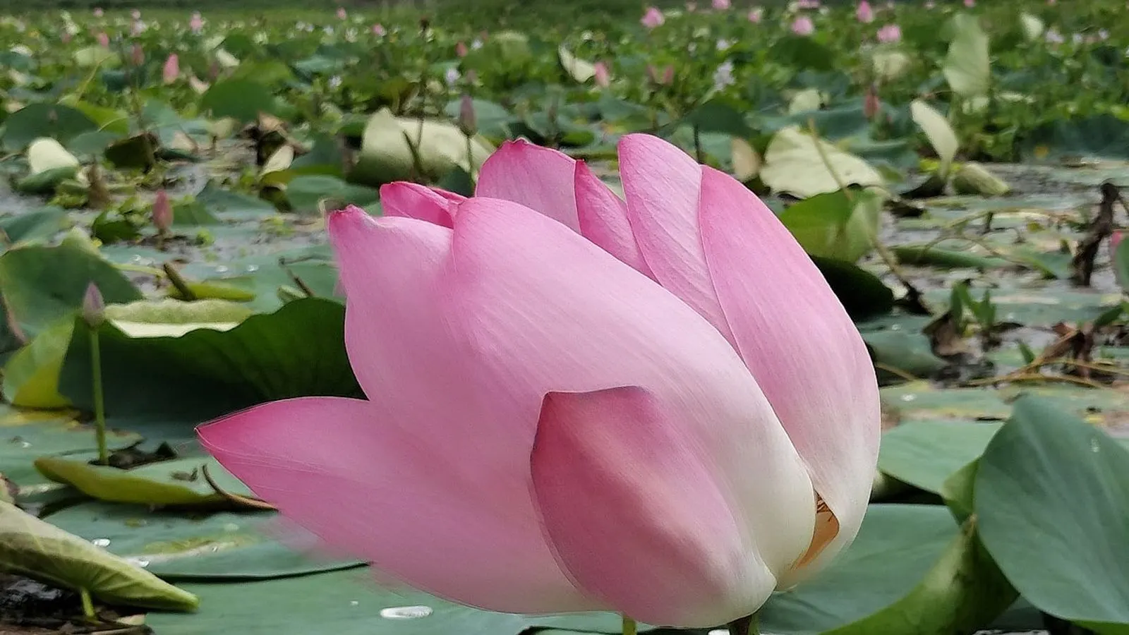Water lilies bloom in Chalan Beel's Baghmara drawing crowds