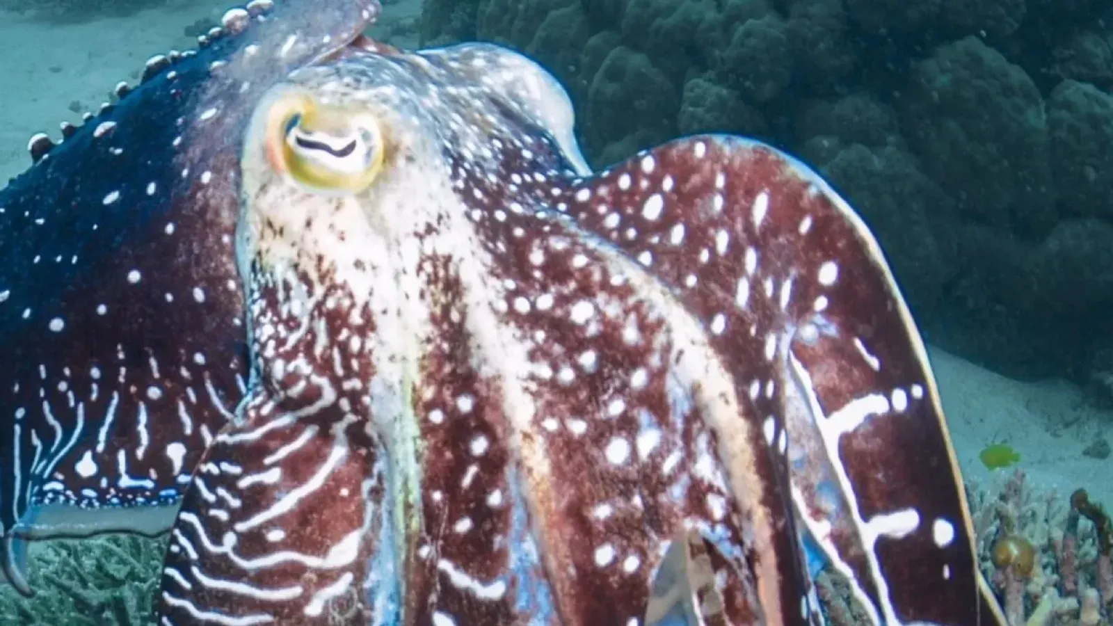 Massive 97% Population Collapse Hits Giant Australian Cuttlefish