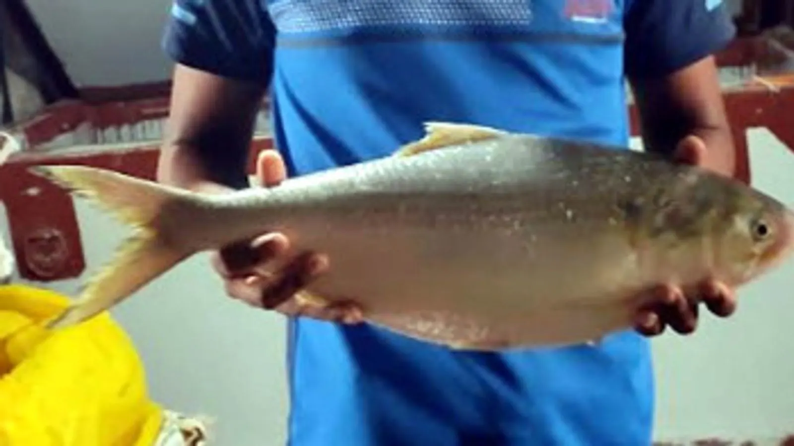 Bhola River Yields 2.5kg 'King Ilish' Sold at Auction for Tk 15,000
