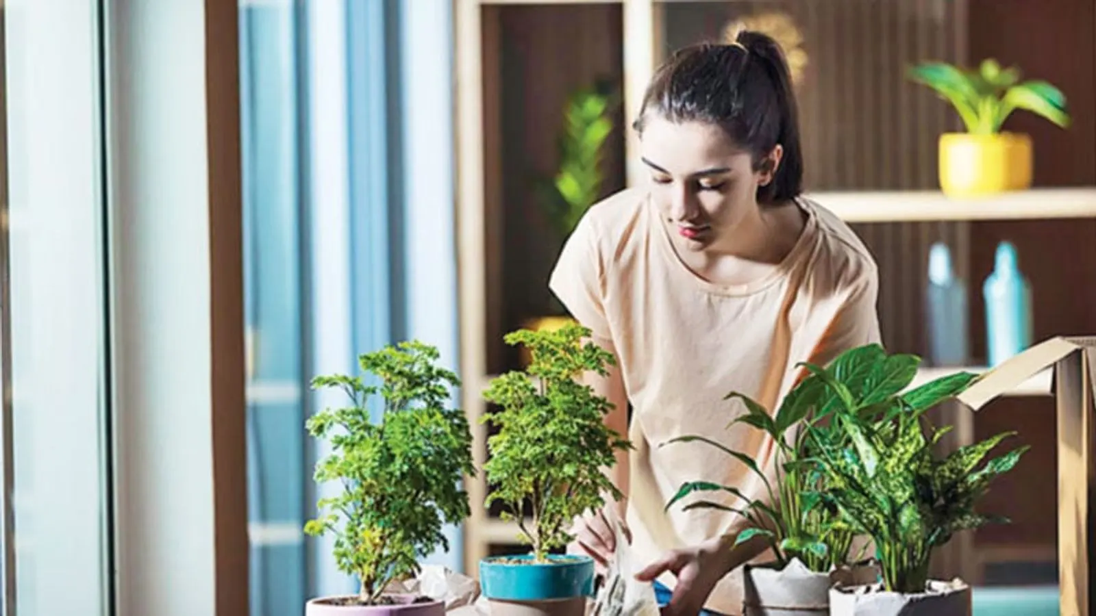 Green Decor: Indoor Plant Decoration Tips and Methods in Bangladesh
