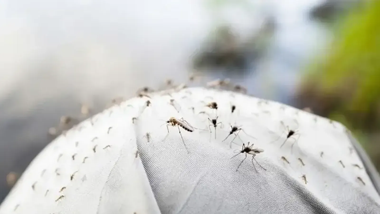 Experts Reveal Why Full Pants May Not Protect Against Mosquito Bites