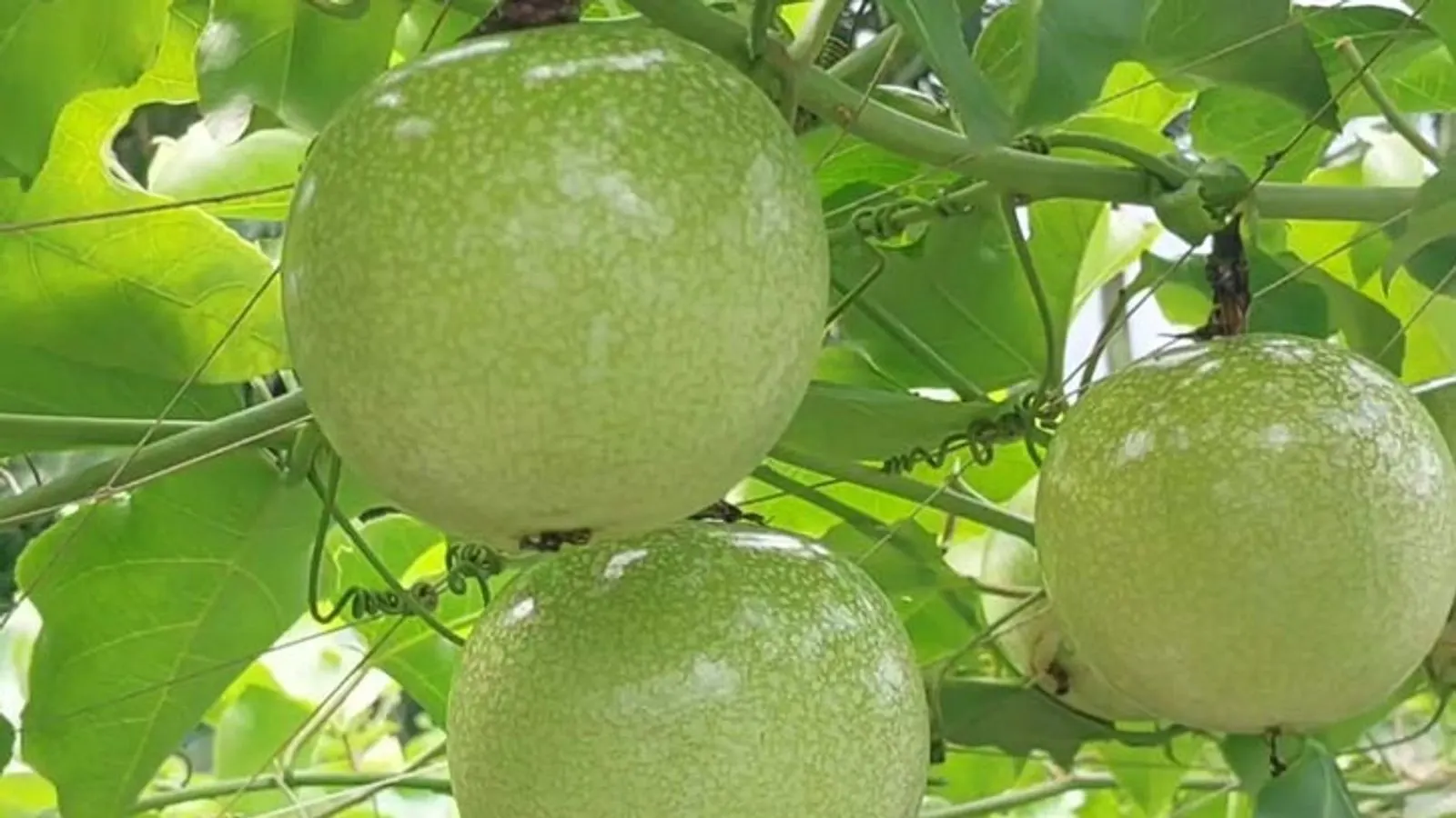 জামালপুরের মেলান্দহে হচ্ছে প্যাশন ফলের বাণিজ্যিক চাষ