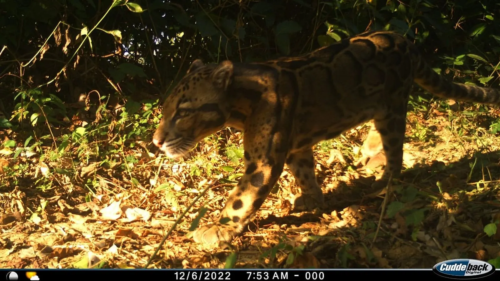 Clouded Leopard Captured on Camera Traps in Cox's Bazar Inani National Park