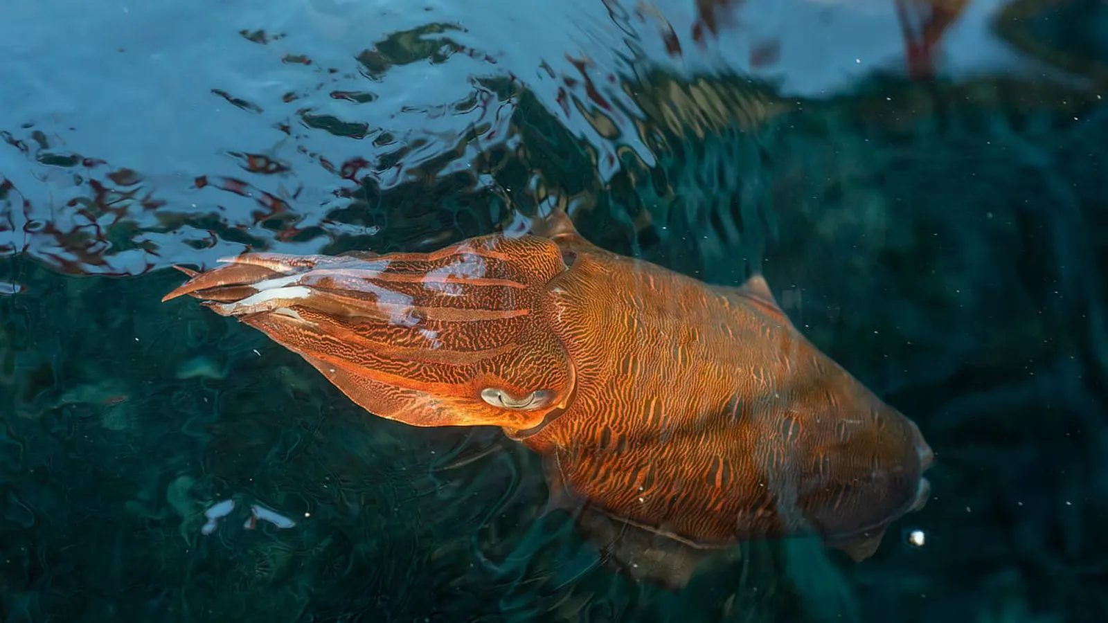 Adelaide University Researchers Study Rising Squid Population in Oceans