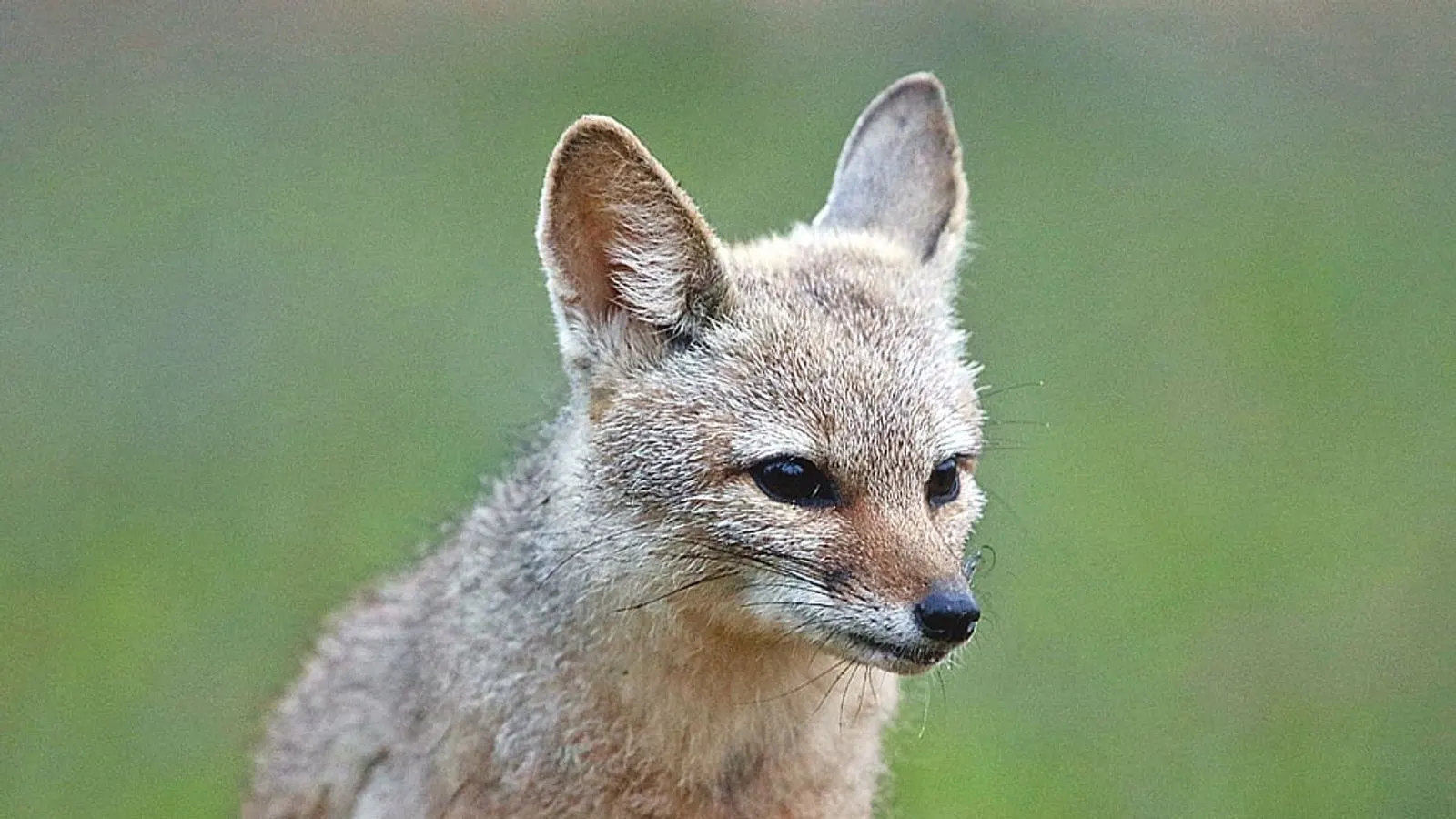 New Study Reveals Bengal Fox Behavior and Diet in Bangladesh