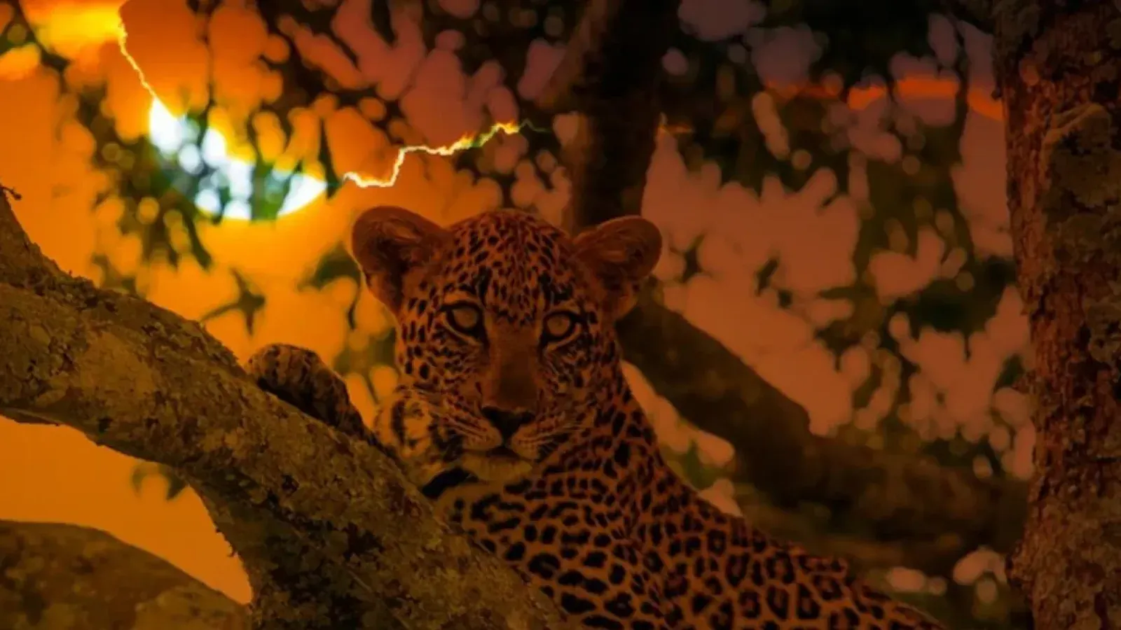 Essential Safety Guidelines and Precautions for Wildlife Night Safaris