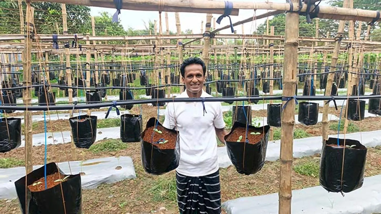 Gazipur farmer starts soil-less cucumber cultivation using cocopeat