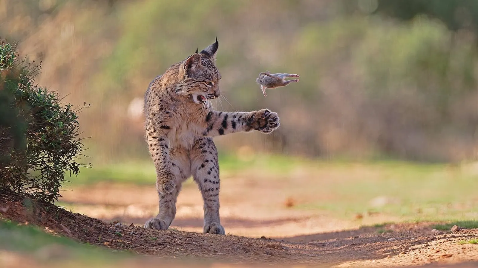 Wildlife Photographer of the Year finalists announced in London