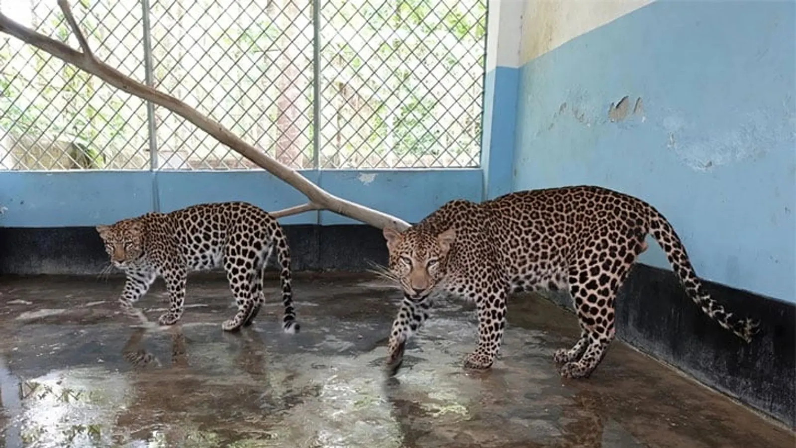 Leopard cubs trapped in small Gazipur Safari Park rooms for nearly a decade